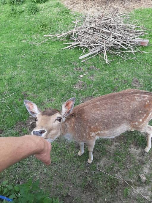 Willa Dom na polanie Brzeznica  Zewnętrze zdjęcie
